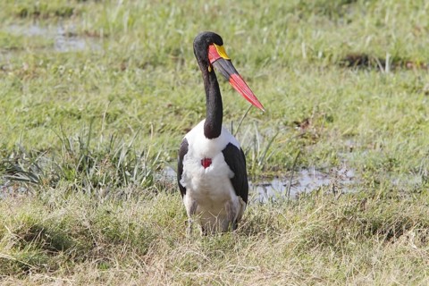 Saddle-billed stork