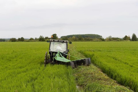 Asian rice