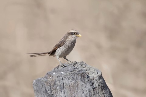 Yellow-billed shrike