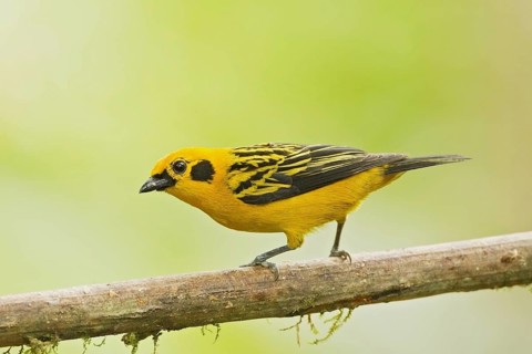 Golden Tanager