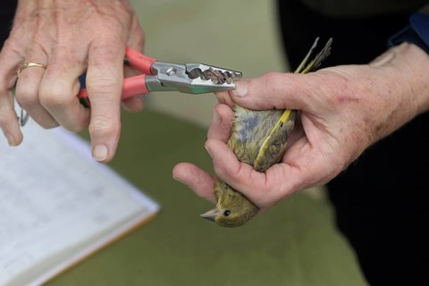 Greenfinch