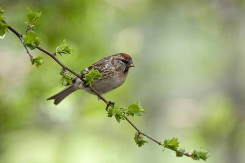 Lesser lesser redpoll