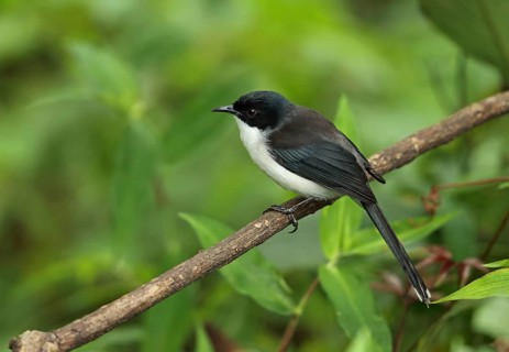 Adult Sibia