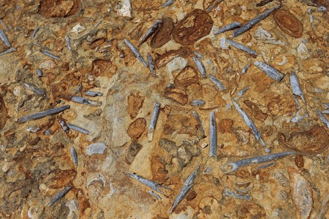 Belemnite rostrum fossils in rock at base of cliff on beach