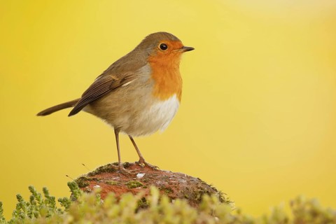 European Robin
