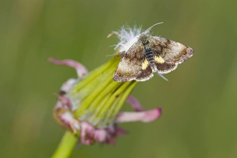 Small yellow underwing