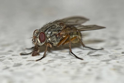 House fly