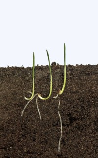 Wheat seeds germinating in a glass-sided container and showing root and air development