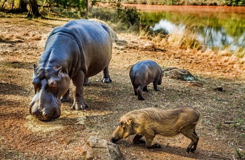 Hippo feeding with warthogs