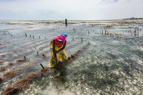 Red algae