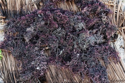 Red algae