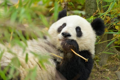 Giant Panda