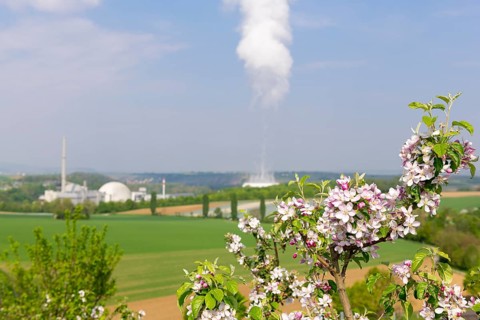 Apfelbaumblueten