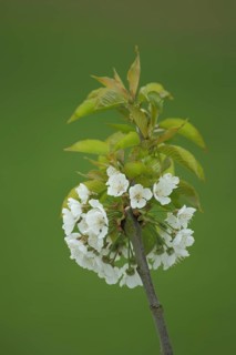 Branch of sour cherry