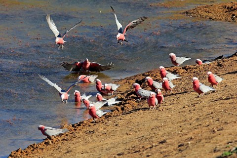 Pink Cockatoo