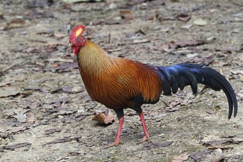 Gallus lafayettii