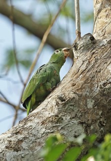 Southern mealy amazon