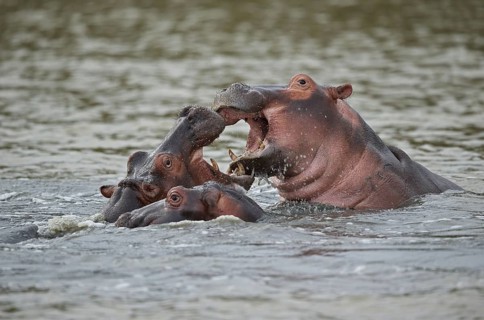Hippopotamus