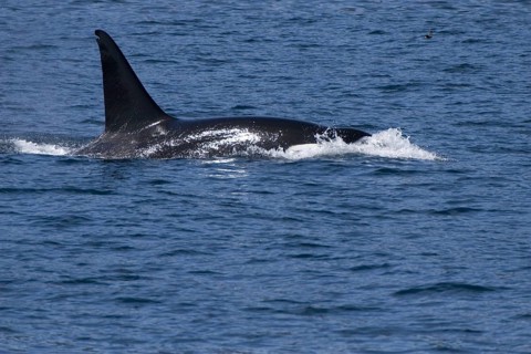 Killer whale
