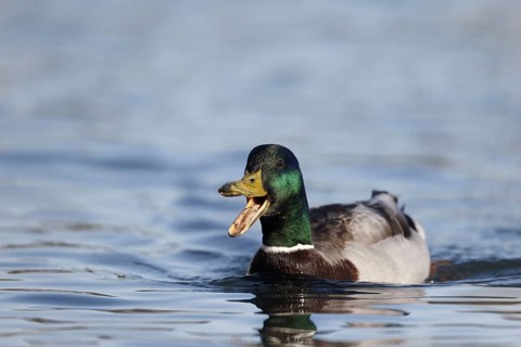 Mallards