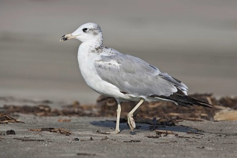 Great Black-headed Gull