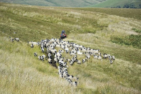 Sheep farming