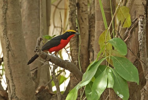 Yellow-crowned Gonolek