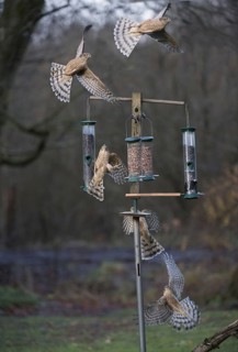 Eurasian eurasian sparrowhawk