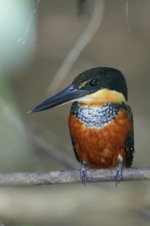 Green-and-rufous kingfisher