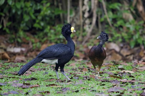 Great Curassow