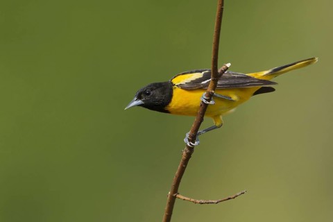 Baltimore baltimore oriole