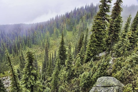 Coniferous forest habitat on mountain slope