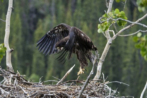 Bald Eagle