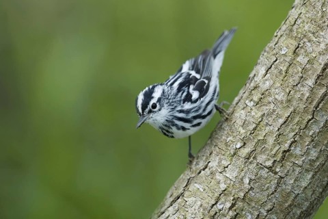 Black-and-white Warbler