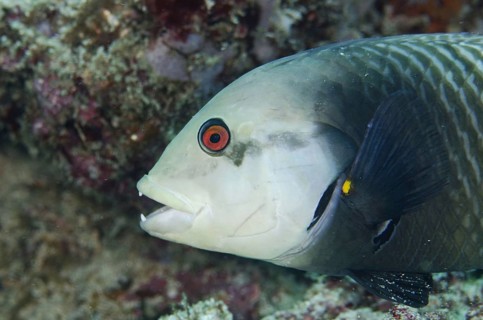 Tree Wrasse