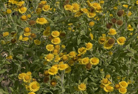 Yellow flowers of common fleabane