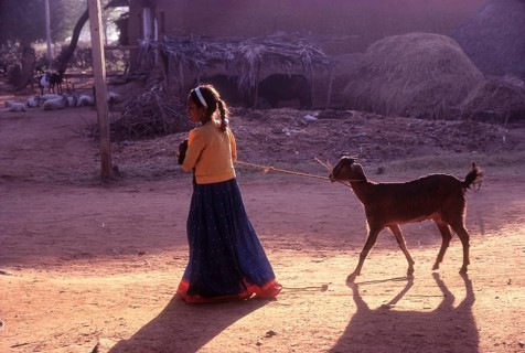 Lass Taking along goat and lamb
