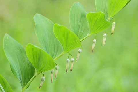 Solomon's seal