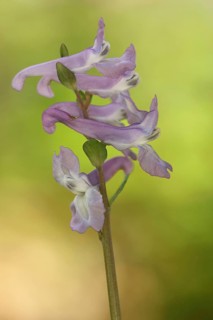 Hollow larkspur