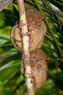 Philippine tarsier