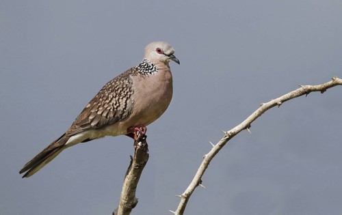 Spotted Pigeon