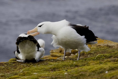Black-browed Albatross