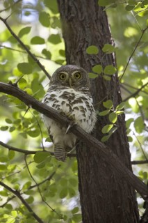African barred owlet