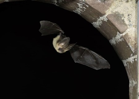 Grey long-eared bat