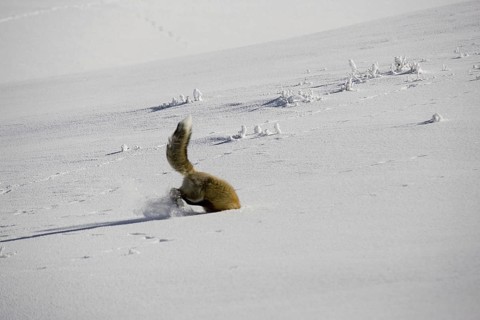 American red fox
