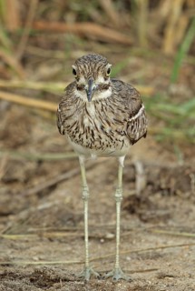 Water dikkop