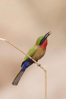 Red-throated bee-eater