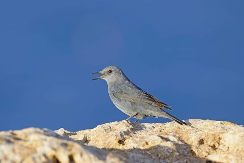 Blue Rock-thrush