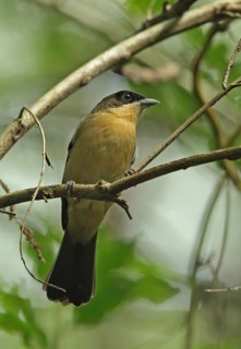 Black-eyed tanager