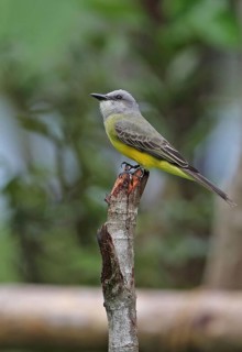 Tropical kingbird